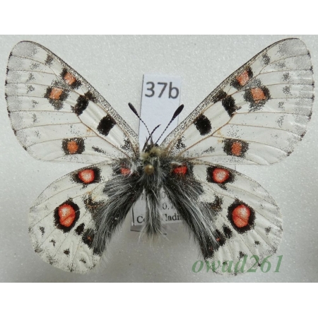 Parnassius epaphus subsp. beiki Bryk & Eisner, 1932 China37b